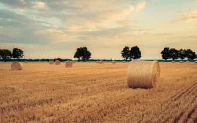 The Haystack has all of the winners that you need