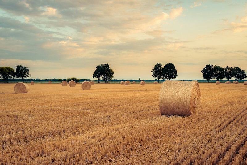 The Haystack has all of the winners that you need