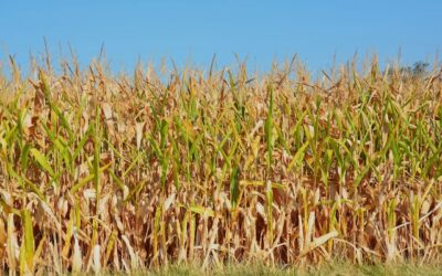 Poor Richard and Seed Corn for your future