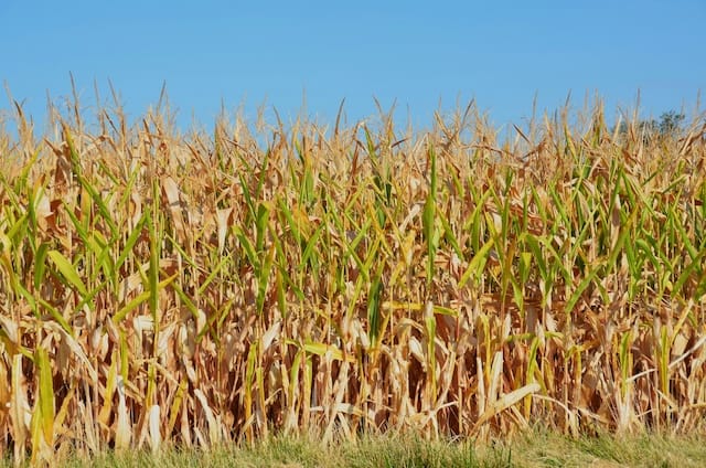 Poor Richard and Seed Corn for your future